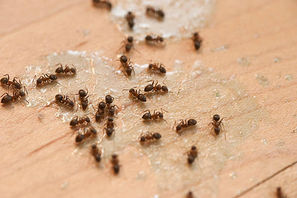 Best Best Pest Control Companies  in Wilson, OK