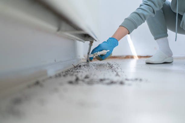 Best Wasp Removal Services  in Wilson, OK